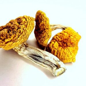 Burmese Blue Dream Shrooms For Sale Online