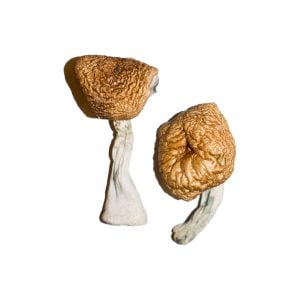 Order Amazonian Cubensis Online