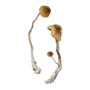 Order Psilocybe Pelliculosa Online