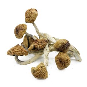 Buy Cambodian Cubensis Magic Shrooms Online