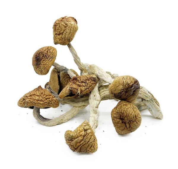 Buy Cambodian Cubensis Magic Shrooms Online