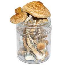 Order Tidal Wave Mushrooms Online