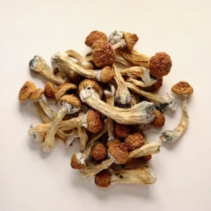 Buy Golden Teachers Magic Mushroom Online