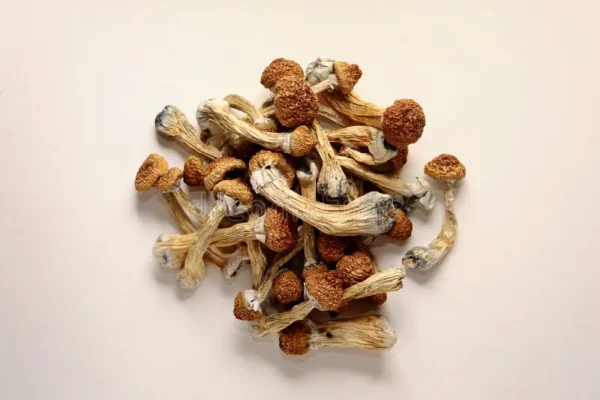 Buy Golden Teachers Magic Mushroom Online